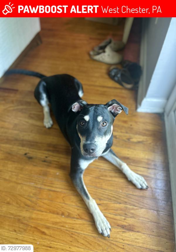 Lost Male Dog last seen Near e hilltop road off of West Chester Pike, West Chester, PA 19382