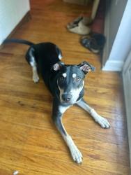Lost Male Dog last seen Near e hilltop road off of West Chester Pike, West Chester, PA 19382