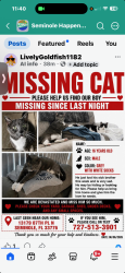 Lost Male Cat last seen 87th place north , Seminole, FL 33776