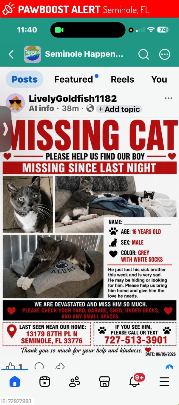 Lost Male Cat last seen 87th place north , Seminole, FL 33776