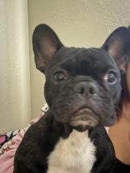 Lost Female Dog last seen Dos palmas rd, Victorville, CA 92392