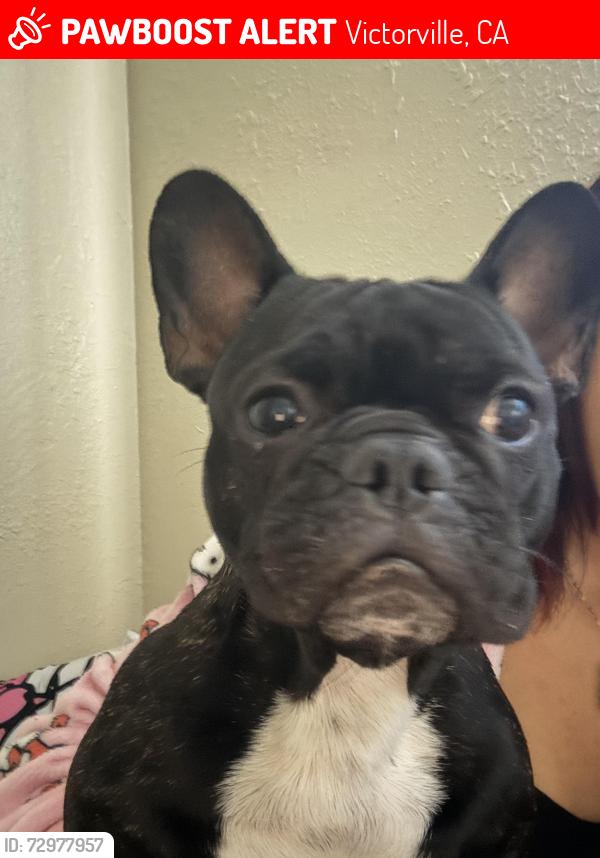 Lost Female Dog last seen Dos palmas rd, Victorville, CA 92392