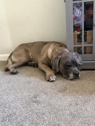 Reunited Female Dog last seen 104th and irma, Northglenn, CO 80233