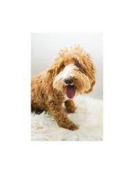 Lost Female Dog last seen Inverness and Carnoustie - Smithfields CC, Easley, SC 29642