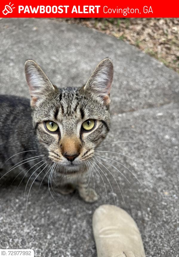 Lost Male Cat last seen Riverwalk Farms Blvd, Covington, GA 30014