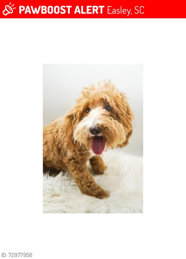 Lost Female Dog last seen Inverness and Carnoustie - Smithfields CC, Easley, SC 29642