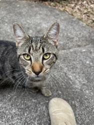 Lost Male Cat last seen Riverwalk Farms Blvd, Covington, GA 30014