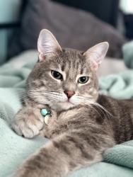 Reunited Male Cat last seen Upland CA 91786, Upland, CA 91785
