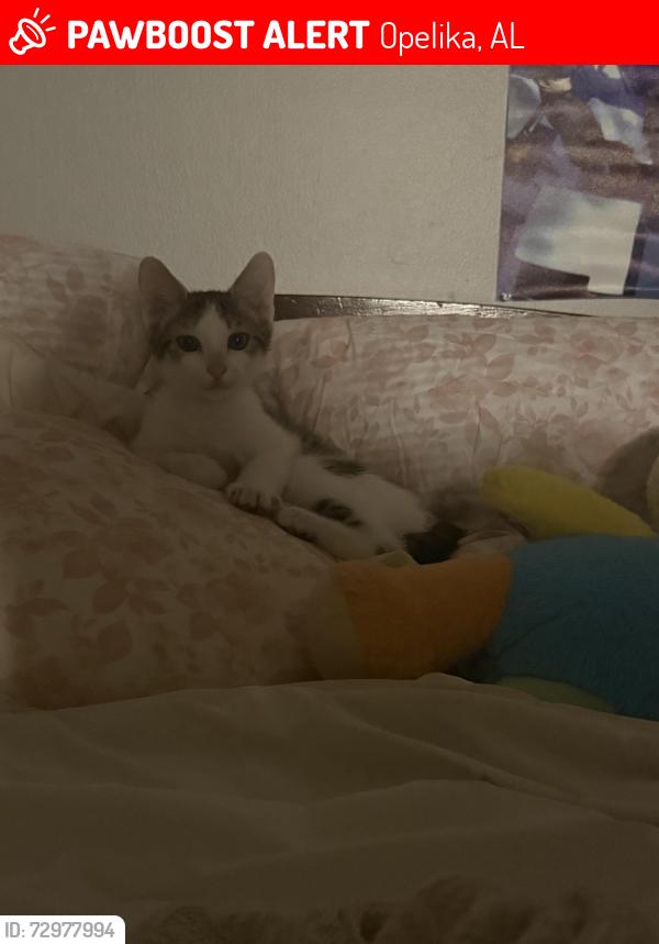 Lost Male Cat last seen Woodbend apmts, Opelika, AL 36801