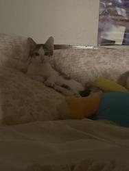 Lost Male Cat last seen Woodbend apmts, Opelika, AL 36801