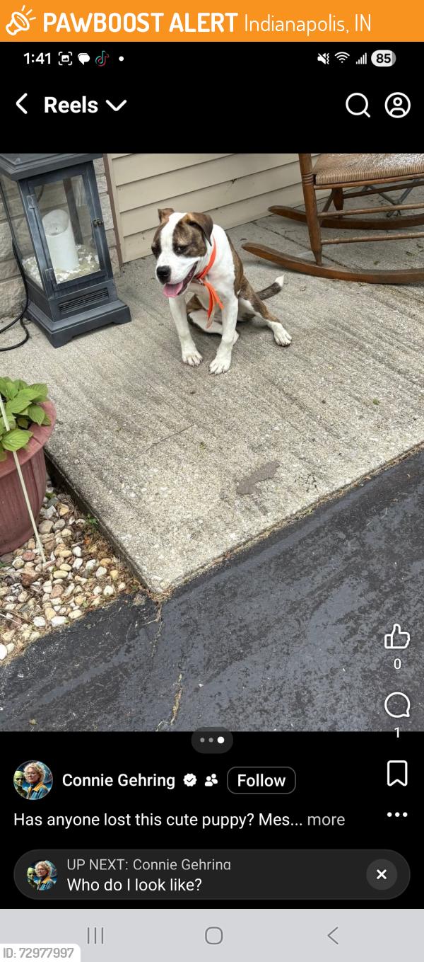 Found/Stray Female Dog last seen 34th and Richardt ave, Indianapolis, IN 46226
