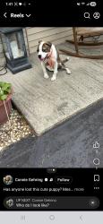 Found/Stray Female Dog last seen 34th and Richardt ave, Indianapolis, IN 46226