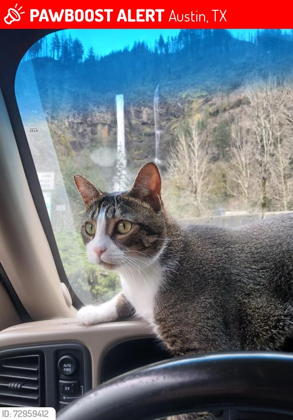 Lost Male Cat last seen Barton Springs & S Lamar, Austin, TX 78704