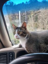 Lost Male Cat last seen Barton Springs & S Lamar, Austin, TX 78704