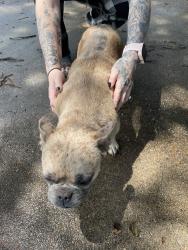 Reunited Female Dog last seen Near Ala Dr, White Settlement, TX 76108, USA, White Settlement, TX 76108