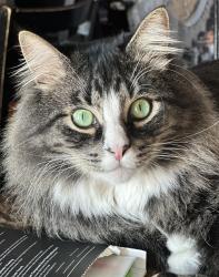 Lost Male Cat last seen M52, Raisin Township, MI 49286