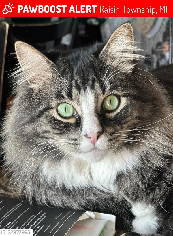 Lost Male Cat last seen M52, Raisin Township, MI 49286