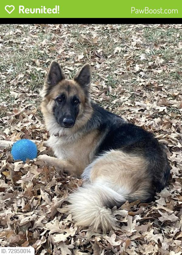 Reunited Female Dog last seen fm802/paredes , Brownsville, TX 78526