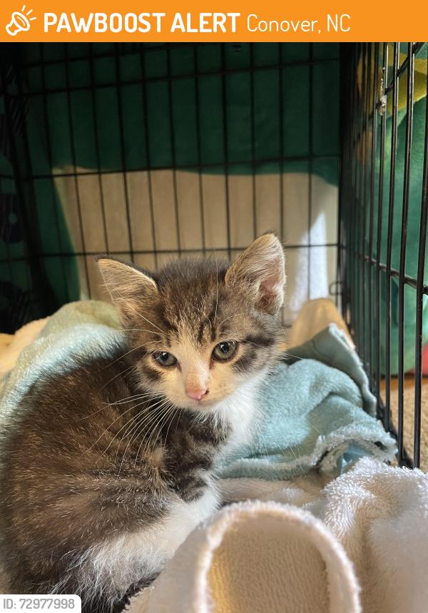 Found/Stray Unknown Cat last seen County Home Rd and Lee Cline Rd intersection, Conover, NC 28613