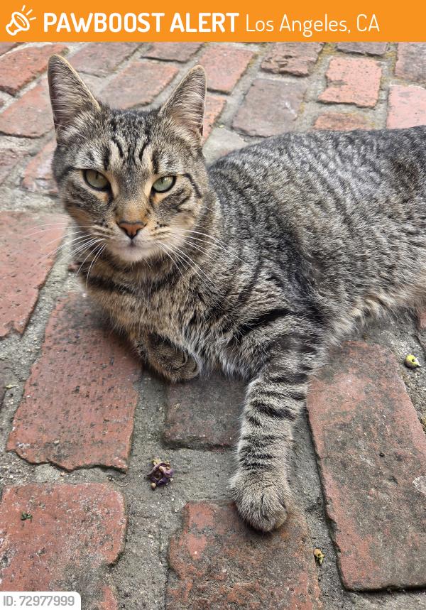 Found/Stray Unknown Cat last seen Cahuenga and Franklin Ave, Los Angeles, CA 90068
