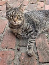 Found/Stray Unknown Cat last seen Cahuenga and Franklin Ave, Los Angeles, CA 90068