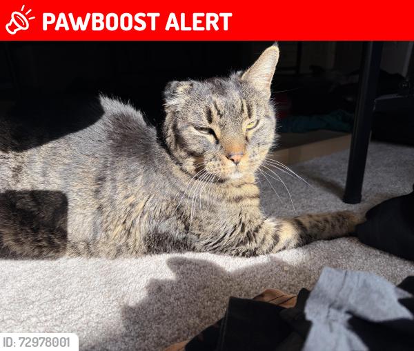 Lost Male Cat last seen Bayfield drive, Colorado Springs, CO 80906