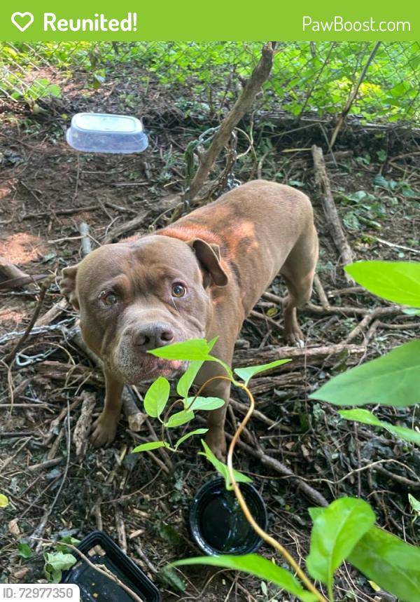 Reunited Male Dog last seen Diane ct, Charles Town, WV 25414
