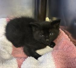 Shelter Stray Male Cat last seen Near Joyce Street, LIVERMORE, CA, 94550, 8323 Baldwin St, Oakland, CA 94621, USA