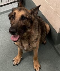 Shelter Stray Female Dog last seen Jones Sausage Road, RALEIGH, NC, 27610, Raleigh, NC 27610