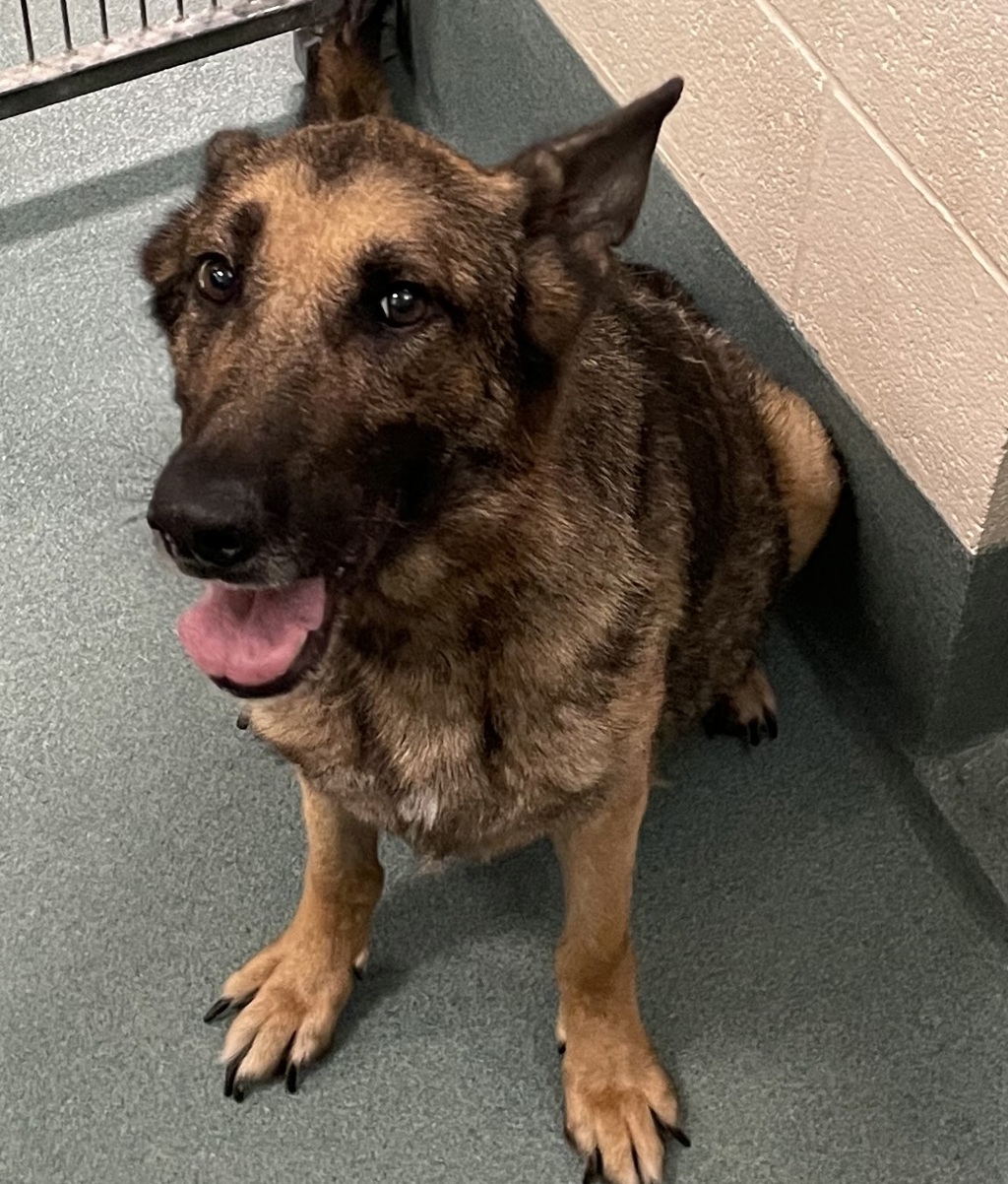 Shelter Stray Female Dog last seen Jones Sausage Road, RALEIGH, NC, 27610, Raleigh, NC 27610