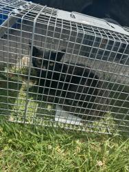 Shelter Stray Unknown Cat last seen Near Eagleton Lane, VIRGINIA BEACH, VA, 23455, 341 S Birdneck Rd, Virginia Beach, VA 23451, USA