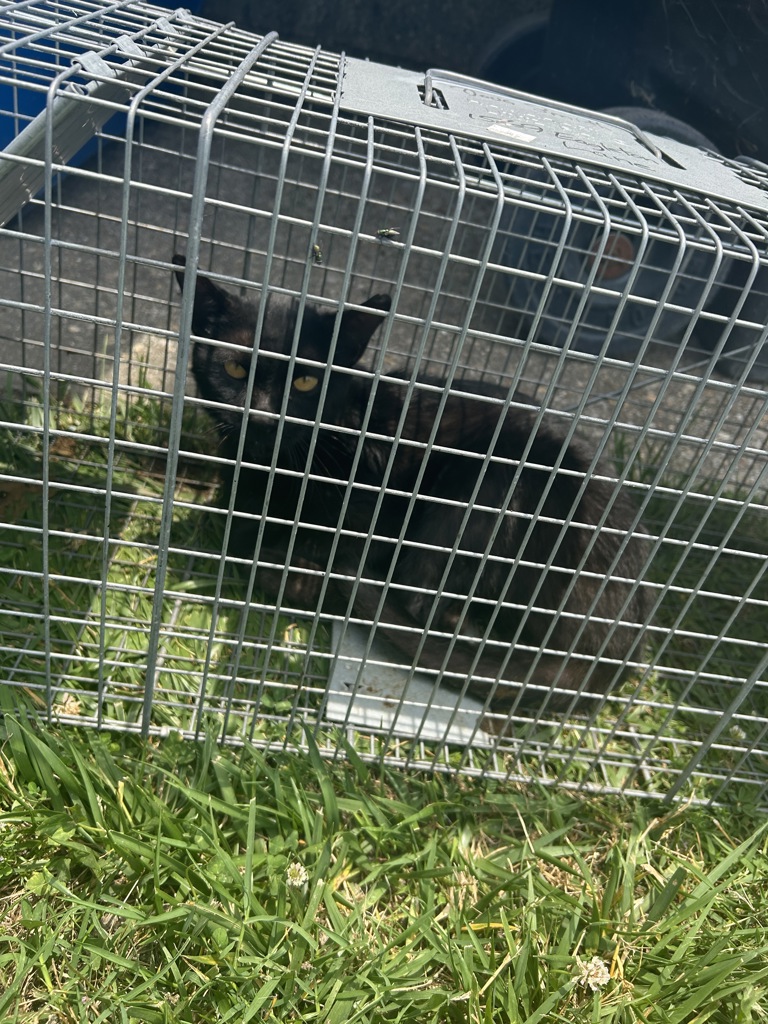 Shelter Stray Unknown Cat last seen Near Eagleton Lane, VIRGINIA BEACH, VA, 23455, 341 S Birdneck Rd, Virginia Beach, VA 23451, USA