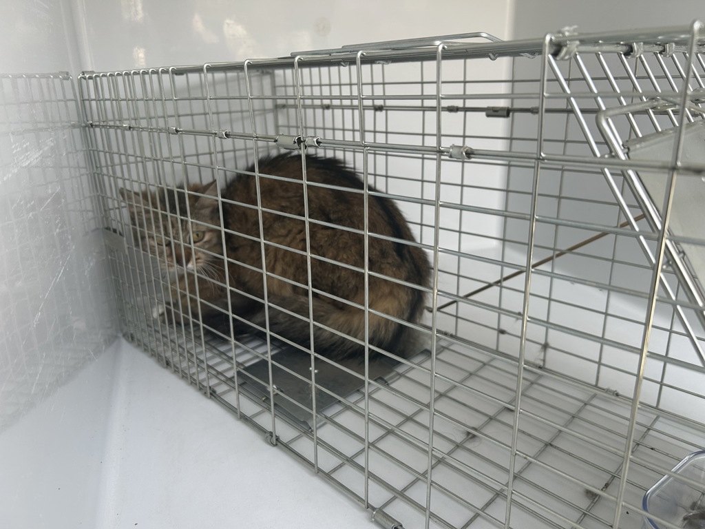 Shelter Stray Female Cat last seen Near Hayes Avenue, VIRGINIA BEACH, VA, 23452, 341 S Birdneck Rd, Virginia Beach, VA 23451, USA