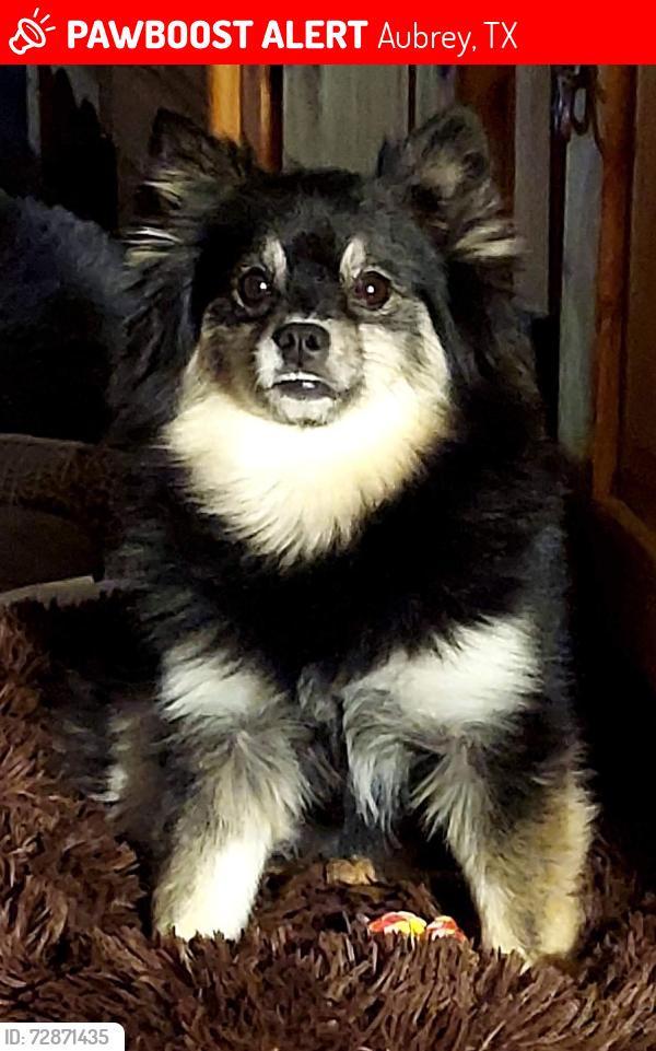 Lost Female Dog last seen Hwy 377 Circle K, Cross Roads, TX 76227