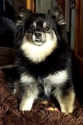 Lost Female Dog last seen Hwy 377 Circle K, Cross Roads, TX 76227