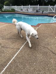 Found/Stray Female Dog last seen Reid and Spring manor lane, East Central Shelby, TN 38028