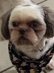 Lost Male Dog last seen Elm St , Fort Worth, TX 76106