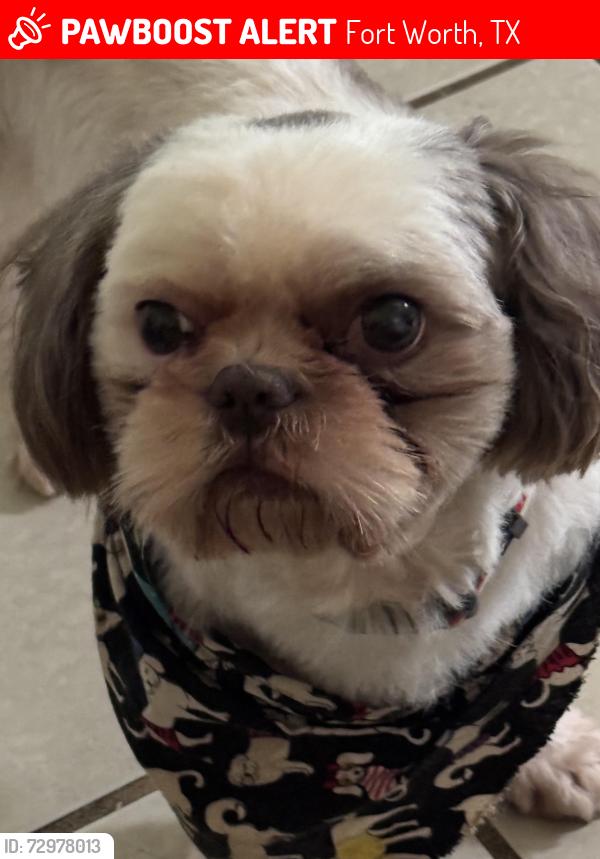 Lost Male Dog last seen Elm St , Fort Worth, TX 76106