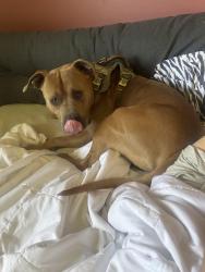 Found/Stray Male Dog last seen Kiwanis Park, Yakima, WA 98901