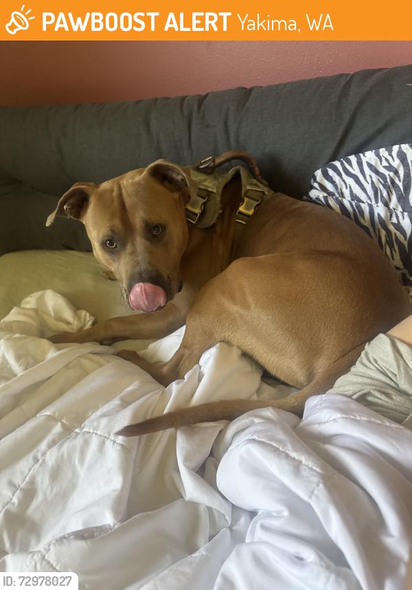 Found/Stray Male Dog last seen Kiwanis Park, Yakima, WA 98901