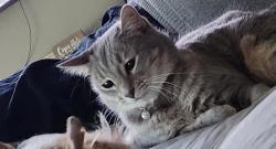 Lost Female Cat last seen Long Rifle Dr. and Chapel Creek, Fort Worth, TX 76108