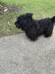 Lost Male Dog last seen Heney Road and Wilshire, Jones, OK 73049