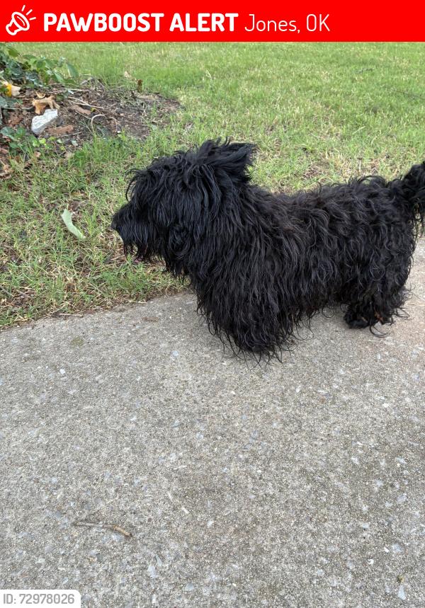 Lost Male Dog last seen Heney Road and Wilshire, Jones, OK 73049