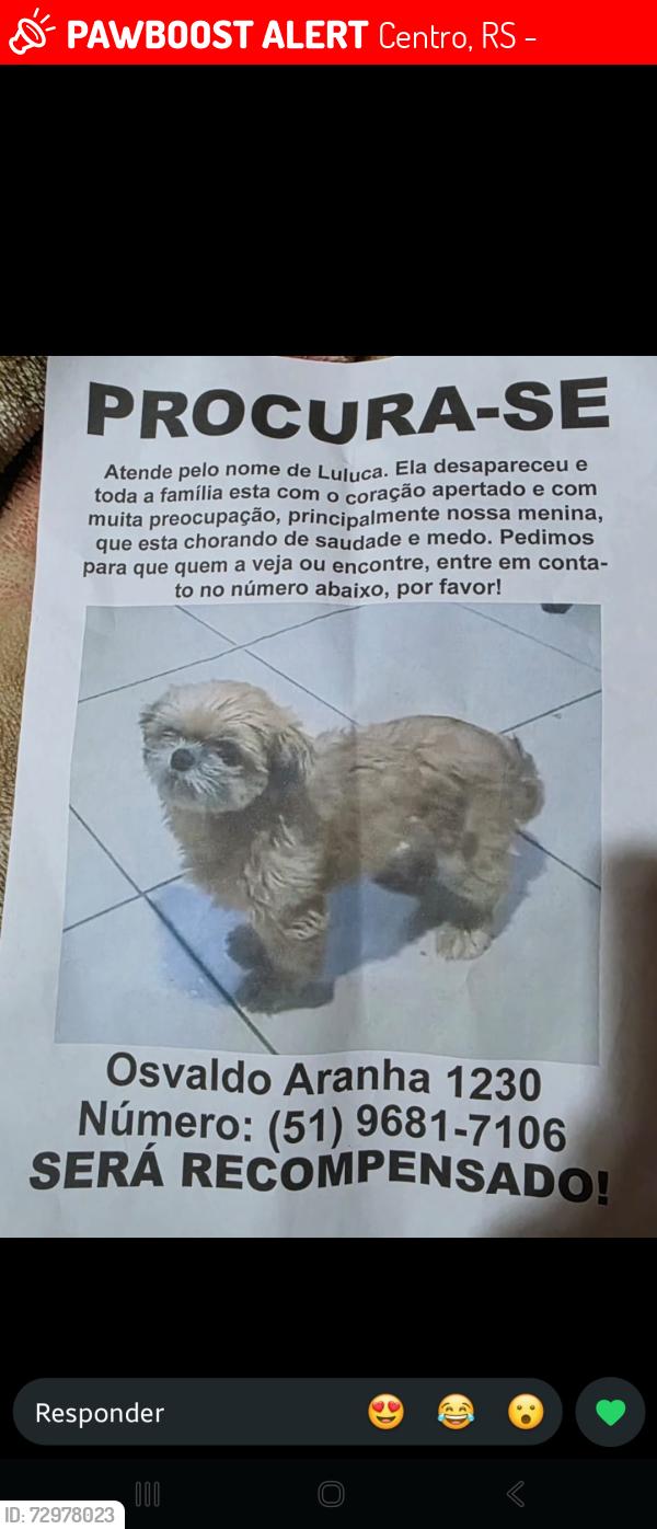 Lost Female Dog last seen ., Centro, RS 93020-190