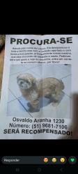 Lost Female Dog last seen ., Centro, RS 93020-190