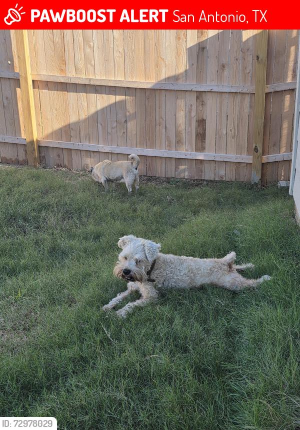 Lost Male Dog last seen Near river run way , San Antonio, TX 78220