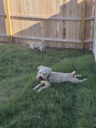 Lost Male Dog last seen Near river run way , San Antonio, TX 78220