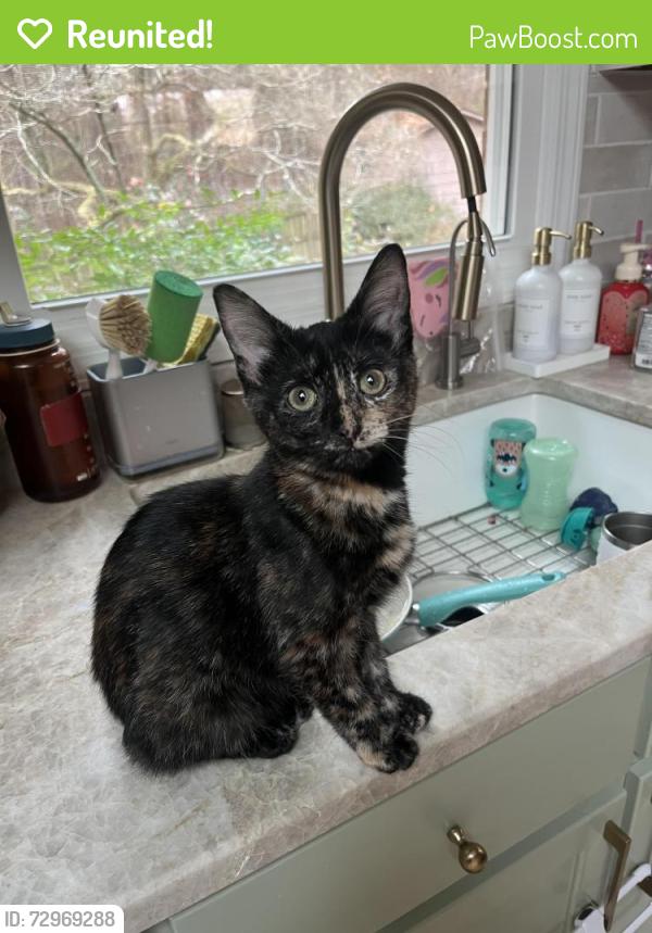 Reunited Female Cat last seen Grampian St and S Glenwood Trail, Southern Pines, NC 28387