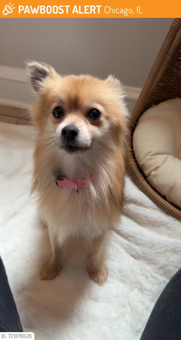 Found/Stray Female Dog last seen Springfield Ave and S 58th Pl, Chicago, IL 60629