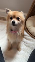 Found/Stray Female Dog last seen Springfield Ave and S 58th Pl, Chicago, IL 60629
